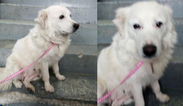 Βρέθηκε το σκυλάκι της φωτογραφίας...