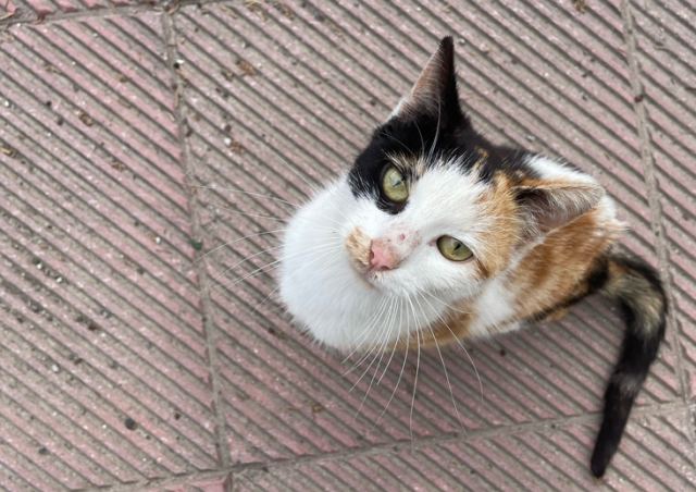 Βρέθηκε η γάτα της φωτογραφίας