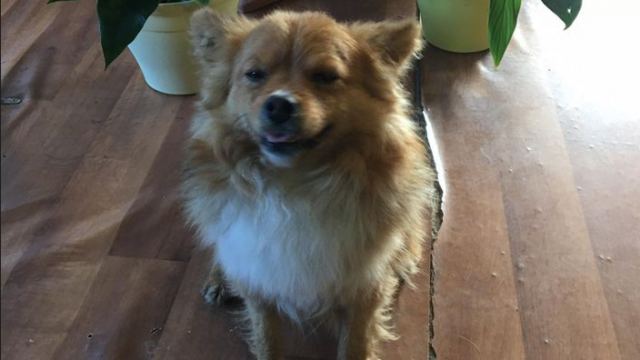 Βρέθηκε τo σκυλάκι της φωτογραφίας