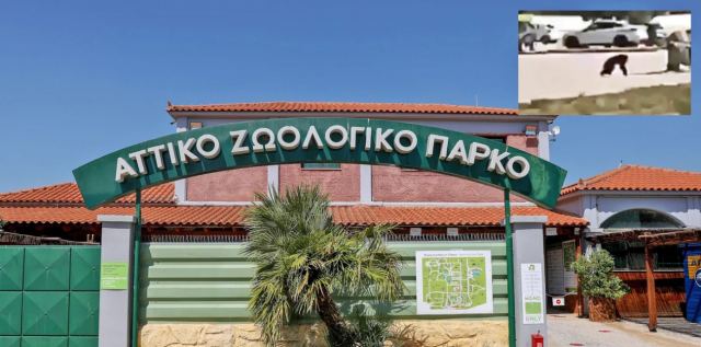 Τι αναφέρει το πόρισμα για το Αττικό Πάρκο, μετά τη θανάτωση του χιμπατζή - Οι προτάσεις