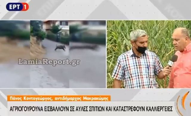 Το πρόβλημα με τα αγριογούρουνα στη Φθιώτιδα σε ρεπορτάζ του ΣΚΑΙ και της ΕΡΤ