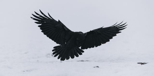 Σταύρωσαν κοράκι και το άφησαν σε δημόσια θέα