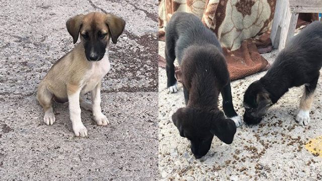 Φθιώτιδα: Δολοφόνοι έριξαν φόλες σε κουταβάκια