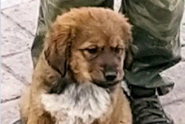 Χάθηκε το σκυλάκι της φωτογραφίας...