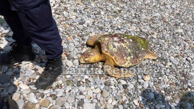 Μία ακόμη καρέτα καρέτα νεκρή στις ακτές της Φθιώτιδας