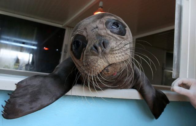 Ο Μίνωας απολαμβάνει τις φροντίδες της Mom- Το ορφανό μωρό φώκιας που βρέθηκε στην Κρήτη