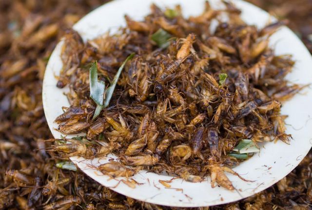 «Πράσινο φως» στην Ιταλία για πώληση αλευριού από γρύλους για... ανθρώπινη κατανάλωση