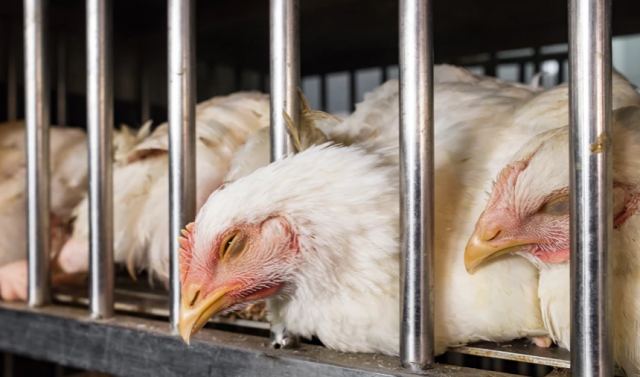 Κίνα: Ο καύσωνας αυξάνει τις τιμές των αβγών και οι παραγωγοί βάζουν κλιματιστικά στα κοτέτσια