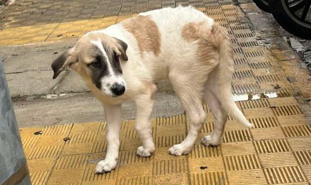 Μήπως ψάχνετε την σκυλίτσα της φωτογραφίας;