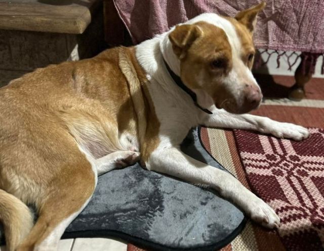 Μήπως ψάχνετε το σκυλάκι της φωτογραφίας;