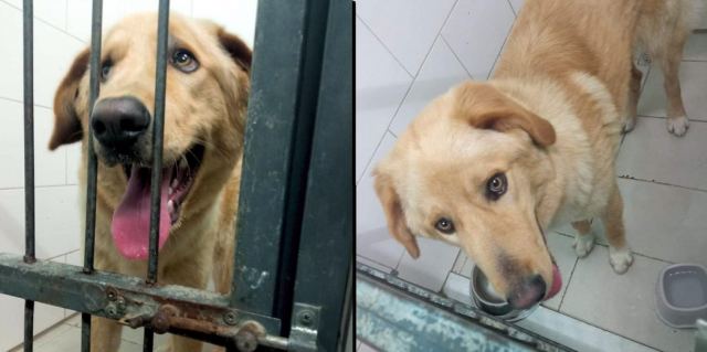 Μήπως ψάχνετε το σκυλάκο της φωτογραφίας;