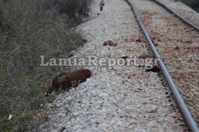 Λαμία: Τρένο διέλυσε κοπάδι με πρόβατα (Προσοχή ΣΚΛΗΡΕΣ ΕΙΚΟΝΕΣ)