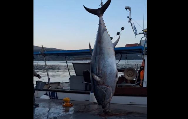 Τόνο 485 κιλών ψάρεψαν στον Αστακό – Δείτε βίντεο και φωτογραφίες