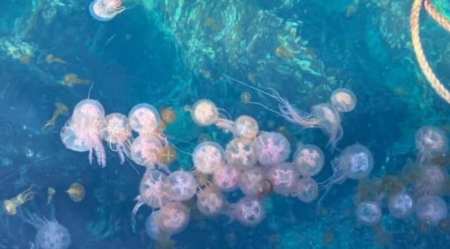 Χελώνα στη Νάξο καταβρόχθισε πάνω από 100 μέδουσες σε μισή ώρα