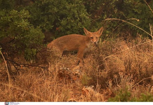 Φρίκη στην Καστοριά: Βασάνισαν και ακρωτηρίασαν αλεπού – To ζώο πέθανε από αιμορραγία