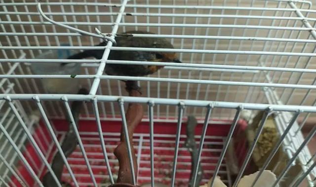 Εργαζόμενοι σώζουν κοκκινολαίμη που τραυματίστηκε κατά τον αποχιονισμό στα Τρίκαλα