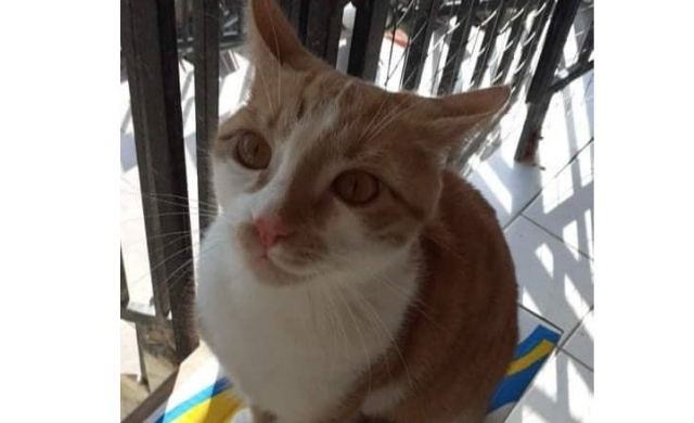 Χάθηκε η γατούλα της φωτογραφίας στον Αφανό