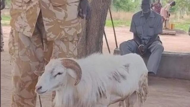 Απίστευτο, στο Σουδάν καταδίκασαν κριάρι σε φυλάκιση τριών ετών για την δολοφονία μιας γυναίκας