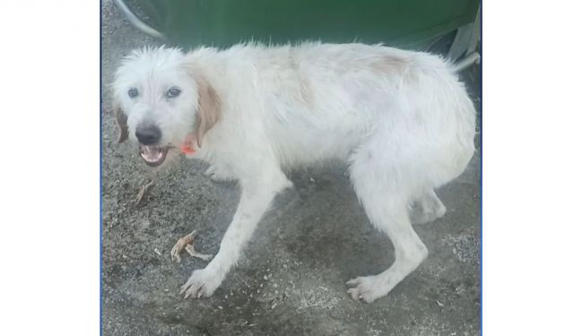 Χάθηκε από το Γοργοπόταμο - Μπορείτε να βοηθήσετε?