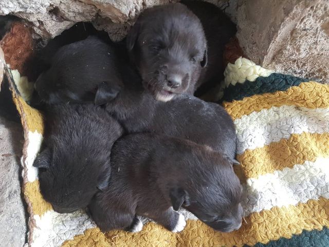 Λαμία: Ασυνείδητος εγκατέλειψε κουταβάκια στο κρύο να πεθάνουν