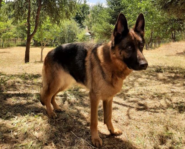 Χάθηκε η Ήρα - Βοηθήστε να τη βρούμε