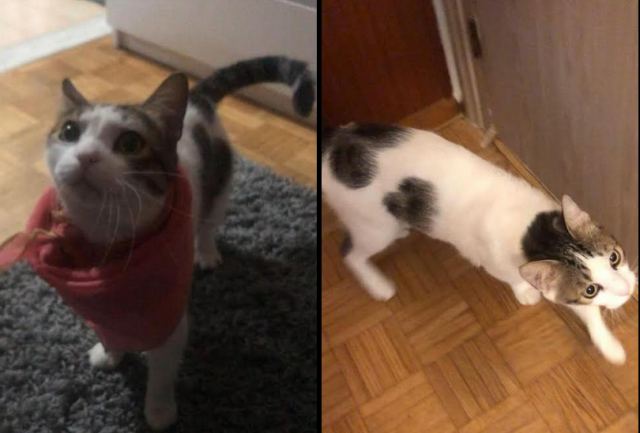 Χάθηκε γατούλα από την οδό Μαβίλη στη Λαμία