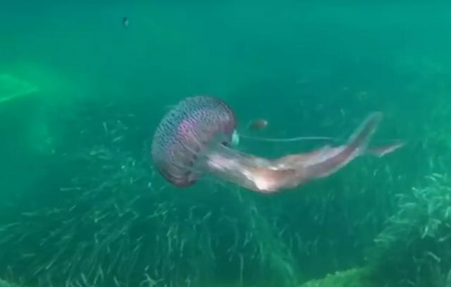 Μωβ μέδουσα: Μεγάλη έξαρση στις ελληνικές θάλασσες – Τι να κάνετε αν σας τσιμπήσει