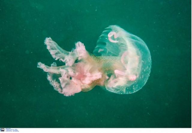 Μωβ μέδουσα: Σε ποιες περιοχές της Ελλάδας εμφανίζεται – Τι προκαλεί το τσίμπημα και πως μπορούμε να προστατευτούμε