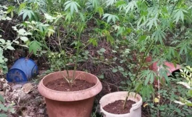 Φθιώτιδα: Μαζί με τα πρόβατα είχε και τα δενδρύλλια