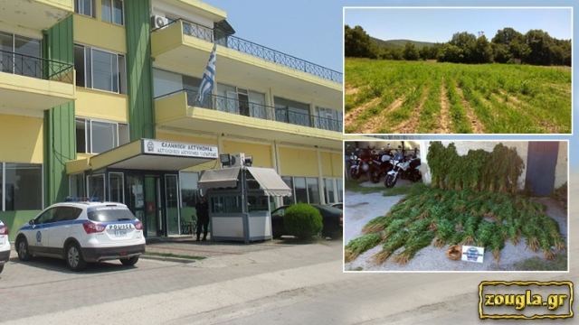 Γκάφα ολκής της Αστυνομίας με τα 10.500 χασισόδεντρα!