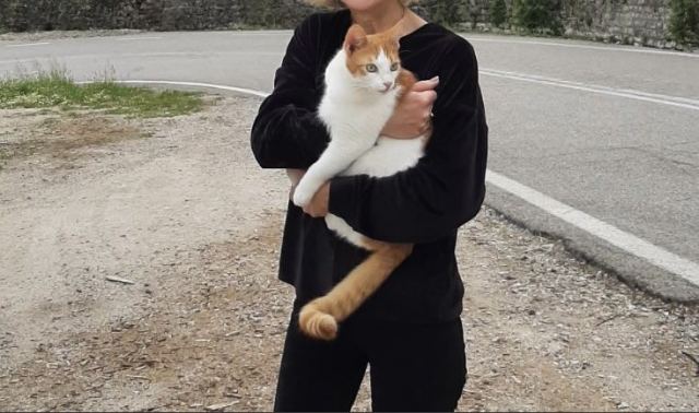 Χάθηκε ο γατούλης της φωτογραφίας...