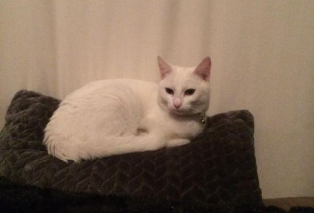 Χάθηκε γατούλα - Μήπως την είδατε?