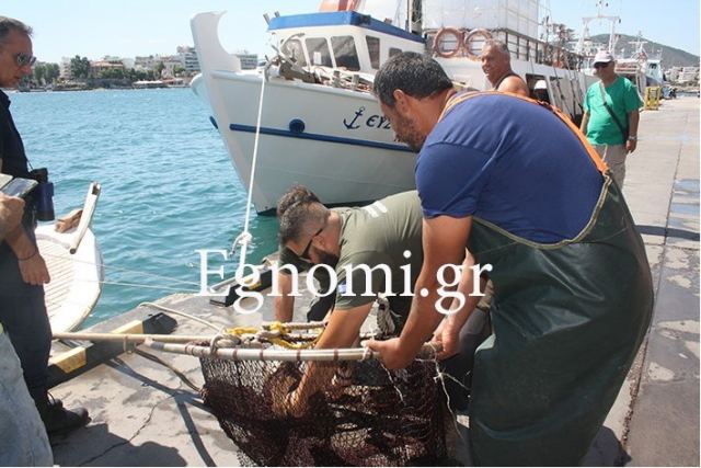 Αγριογούρουνο έπεσε στη θάλασσα και το έσωσαν! - ΒΙΝΤΕΟ