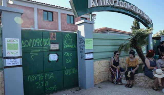 Αττικό Ζωολογικό Πάρκο: Προανάκριση για τη θανάτωση του χιμπατζή - Ελεύθερος ο φροντιστής που τον πυροβόλησε