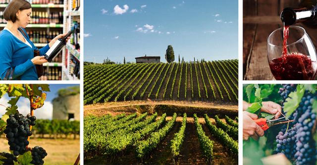 Νέο πρόγραμμα προώθησης οίνων της Στερεάς Ελλάδας στο Ηνωμένο Βασίλειο