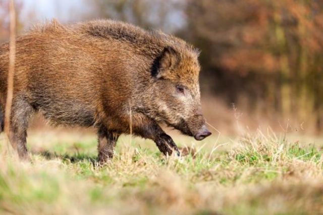 Οδηγοί προσοχή στα αγριογούρουνα...