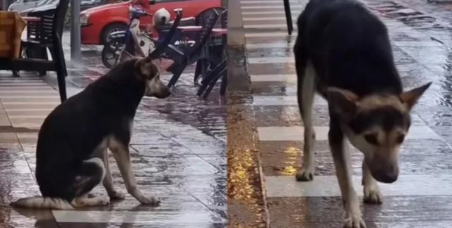 Πώς ένα βίντεο στο TikTok βοήθησε μια γυναίκα να βρει τον σκύλο της που είχε χάσει 8 μήνες πριν!