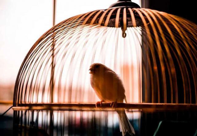 Η αδυναμία τους στα... ωδικά πτηνά τους έβαλε χειροπέδες!