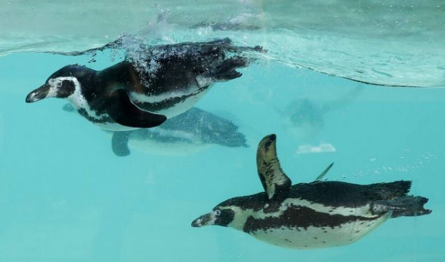 Πιγκουίνοι σε ενυδρείο κάνουν... απεργία πείνας - Αρνούνται τη φθηνότερη -λόγω κρίσης- τροφή