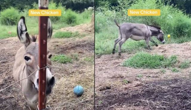 Γαϊδουράκι τρελαίνεται όταν του δίνουν νέο παιχνίδι! (ΒΙΝΤΕΟ)