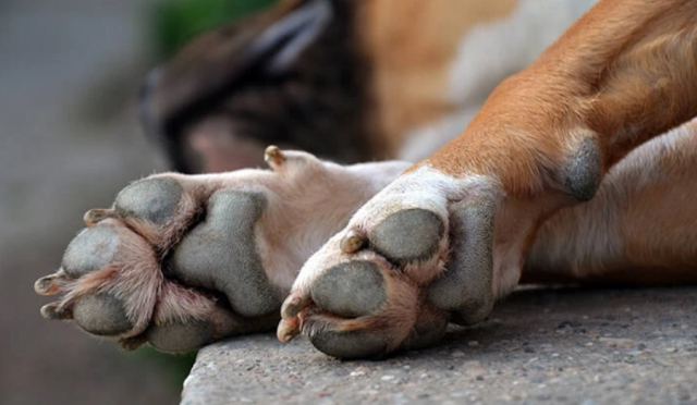 Πάτρα: Χειροπέδες σε 25χρονο που άφησε δεμένο το σκυλί του και ψόφησε