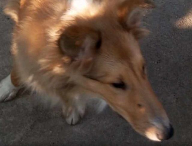 Χάθηκε η σκυλίτσα της φωτογραφίας