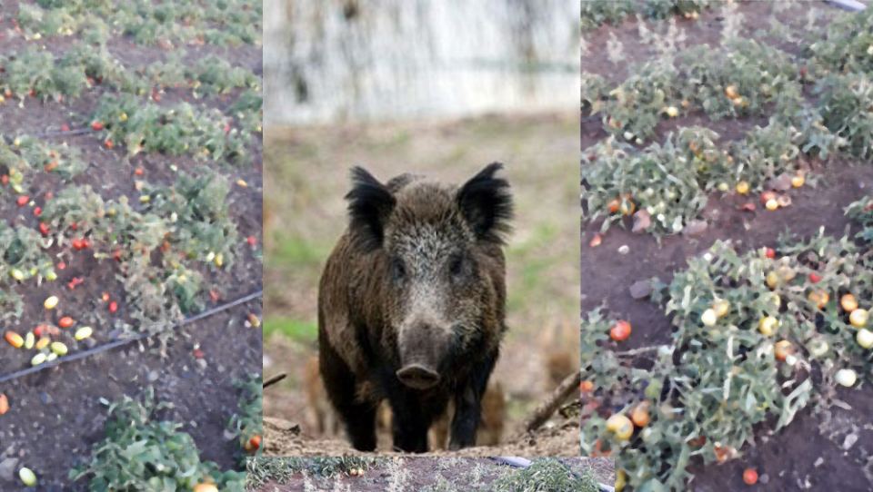 Λιμογάρδι: «Επιδρομή» αγριογούρουνων στις σοδειές (ΒΙΝΤΕΟ-ΦΩΤΟ)