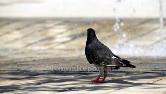 Ξεπέρασε τους 39 βαθμούς η θερμοκρασία στη Φθιώτιδα