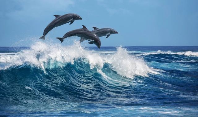 Νέα έρευνα για τα δελφίνια: Σχηματίζουν μετά τους ανθρώπους τα μεγαλύτερα συμμαχικά δίκτυα