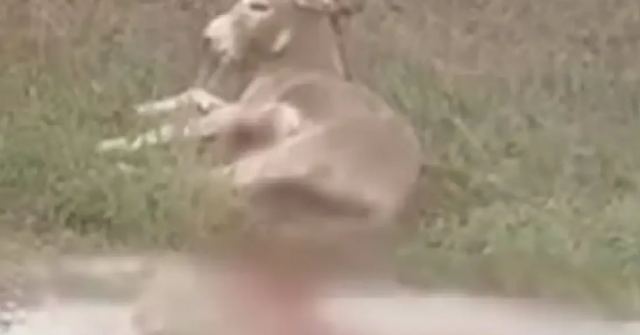 Κατακραυγή για την κακοποίηση του γαϊδάρου στη Ζίτσα - Τώρα ο αντιδήμαρχος λέει ότι τον είχε τραυματίσει λύκος