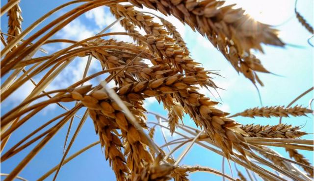 Πόλεμος στην Ουκρανία: Η Ρωσία κατάσχεσε 400.000 τόνους σιτηρών