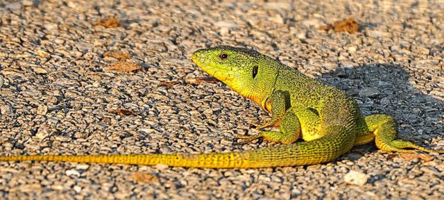 Αστυνομικοί κλήθηκαν να απομακρύνουν.... ένα ερπετό από πυλωτή (BINTEO)