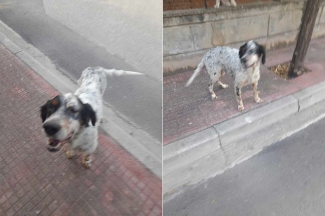 Βρέθηκε το σκυλάκι της φωτογραφίας