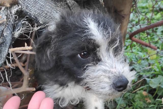 Βρέθηκε η σκυλίτσα της φωτογραφίας...